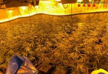 Detenidos 8 hombres por cultivar marihuana en El Prat