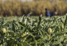 El Prat de Llobregat arranca la temporada de alcachofa, su producto más emblemático, en el Gastronomic Forum Barcelona