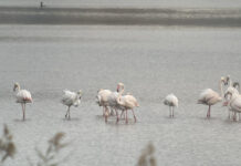Una veintena de flamencos, en el tramo final del río Llobregat