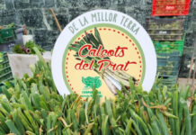 La Cooperativa Agrícola del Prat estrena un sello de calidad para identificar los calçots que produce