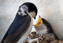 Estado de las poblaciones de golondrina cuablanca en nuestra ciudad