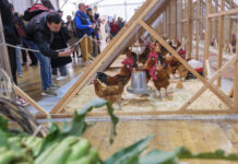 La 51ª Feria Avícola del Prat será el escenario de los primeros pasos de la fundación que debe velar por el futuro del Pota Blava