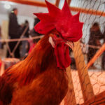 Más de 80.000 personas visitan la 52ª Feria Avícola