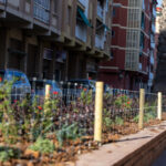 El Ayuntamiento renueva la vegetación de las calles Coronel Sanfeliu