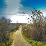 La Generalitat prohíbe el acceso al medio natural en 91 municipios, incluido El Prat, como medida preventiva contra la peste porcina